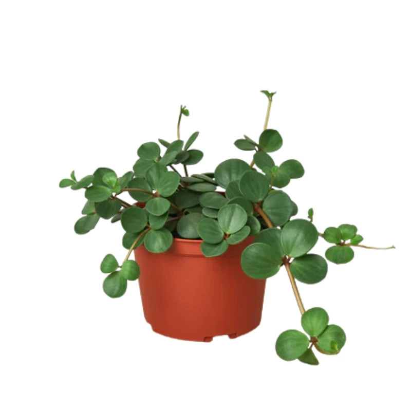 Hope Peperomia | Plant Addicts