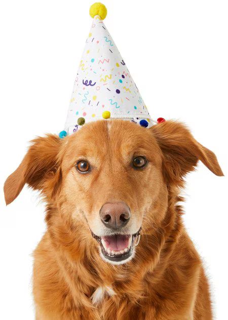 Frisco Confetti Dog & Cat Birthday Hat, Medium/Large | Chewy.com