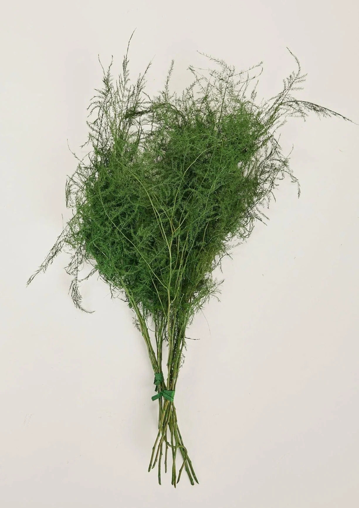 Preserved Asparagus Plumosus Fern  - 12-28" | Afloral