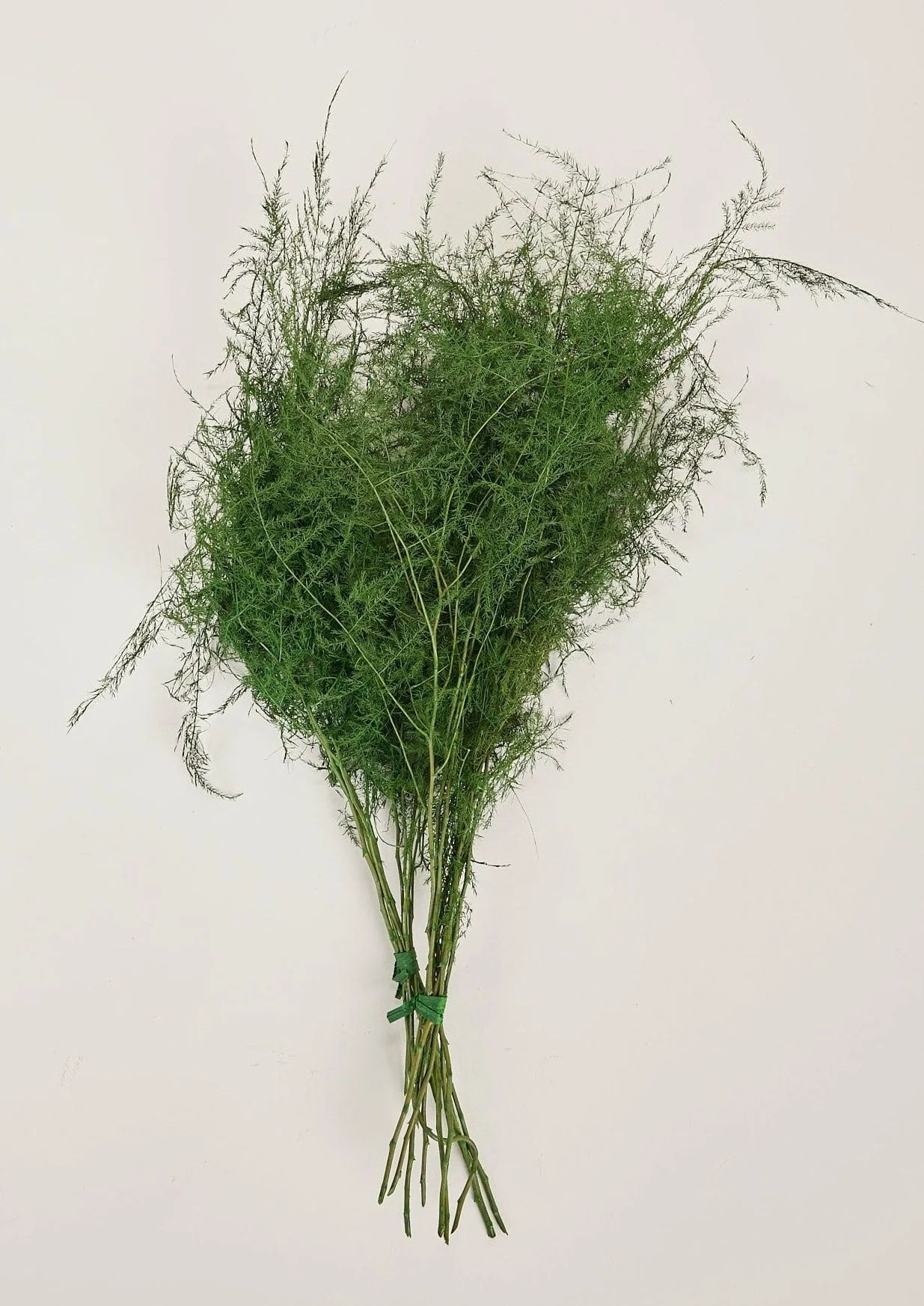 Preserved Asparagus Plumosus Fern  - 12-28" | Afloral