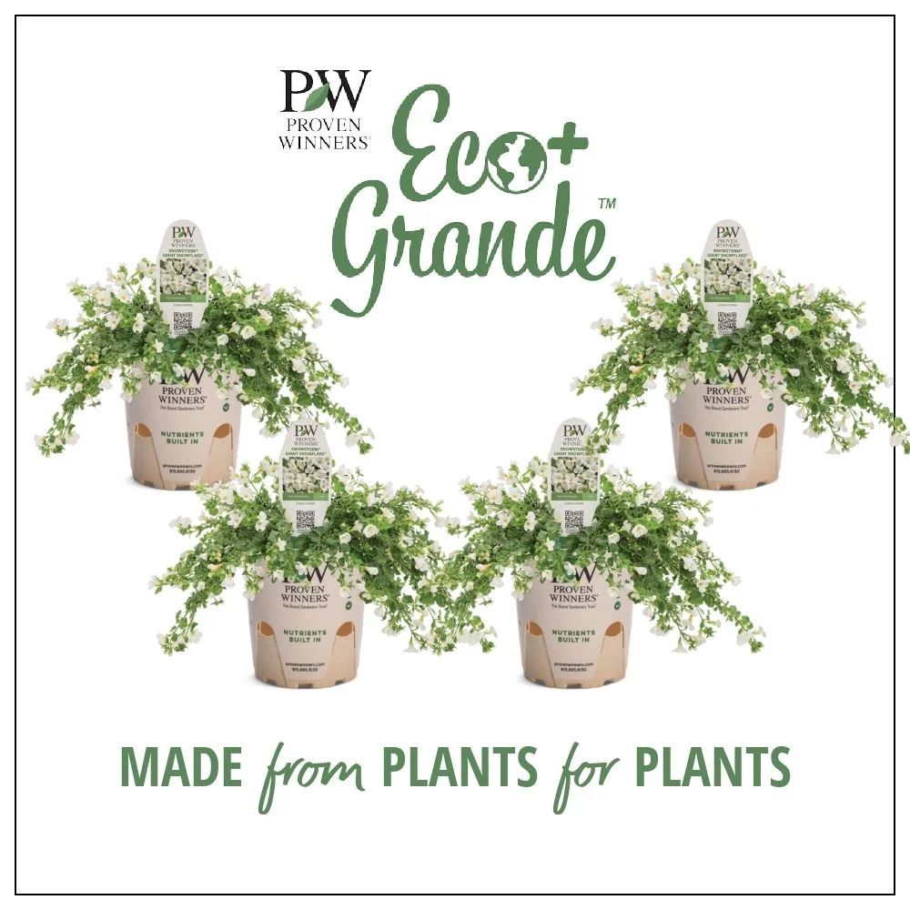 4.25 in. Eco+Grande, Snowstorm Giant Snowflake Bacopa (Sutera) Live Plant, White Flowers (4-Pack) | Walmart (US)