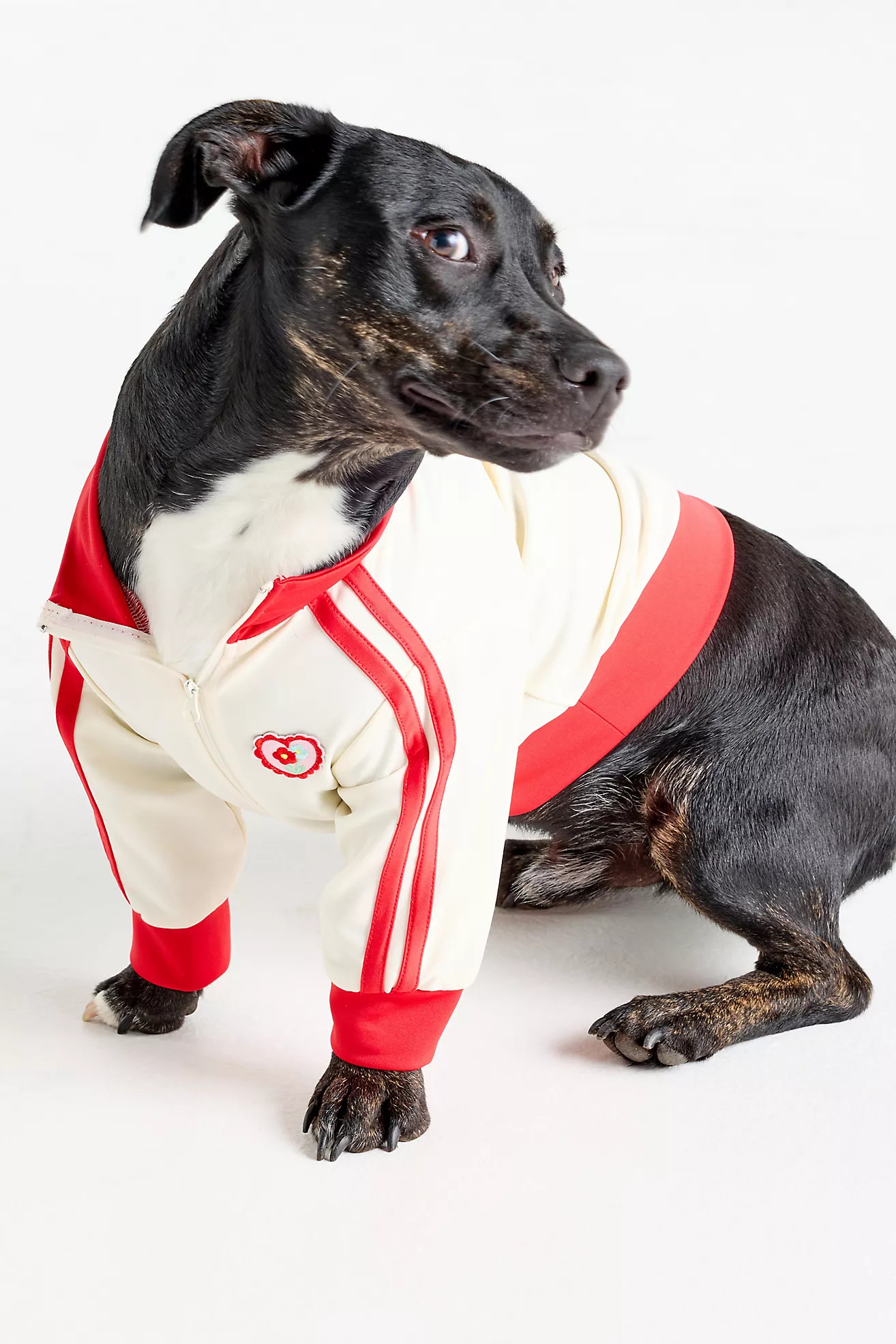 Ace of Hearts Pet Track Jacket | Anthropologie (US)