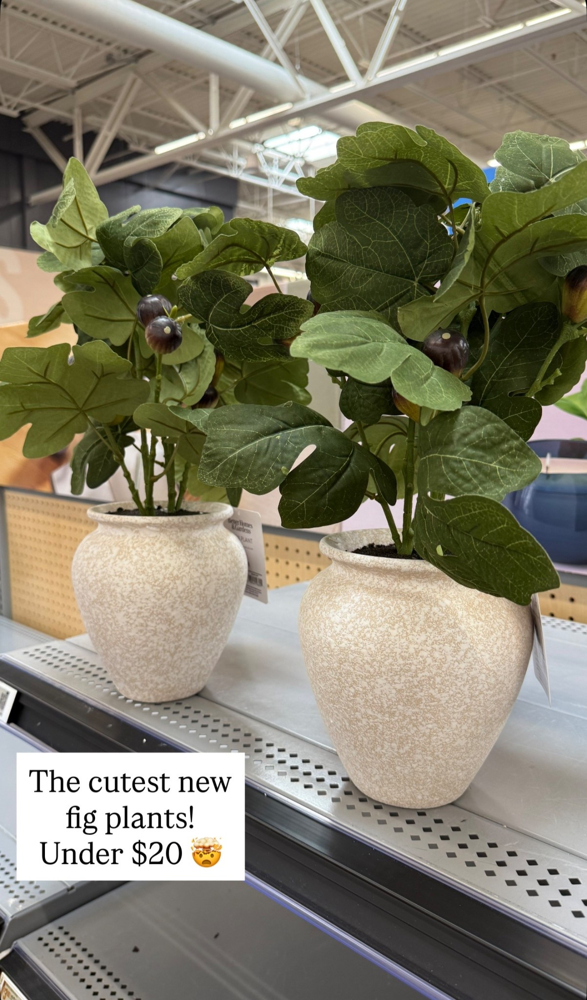 Walmart home
Fig plant


#LTKHome #LTKSeasonal