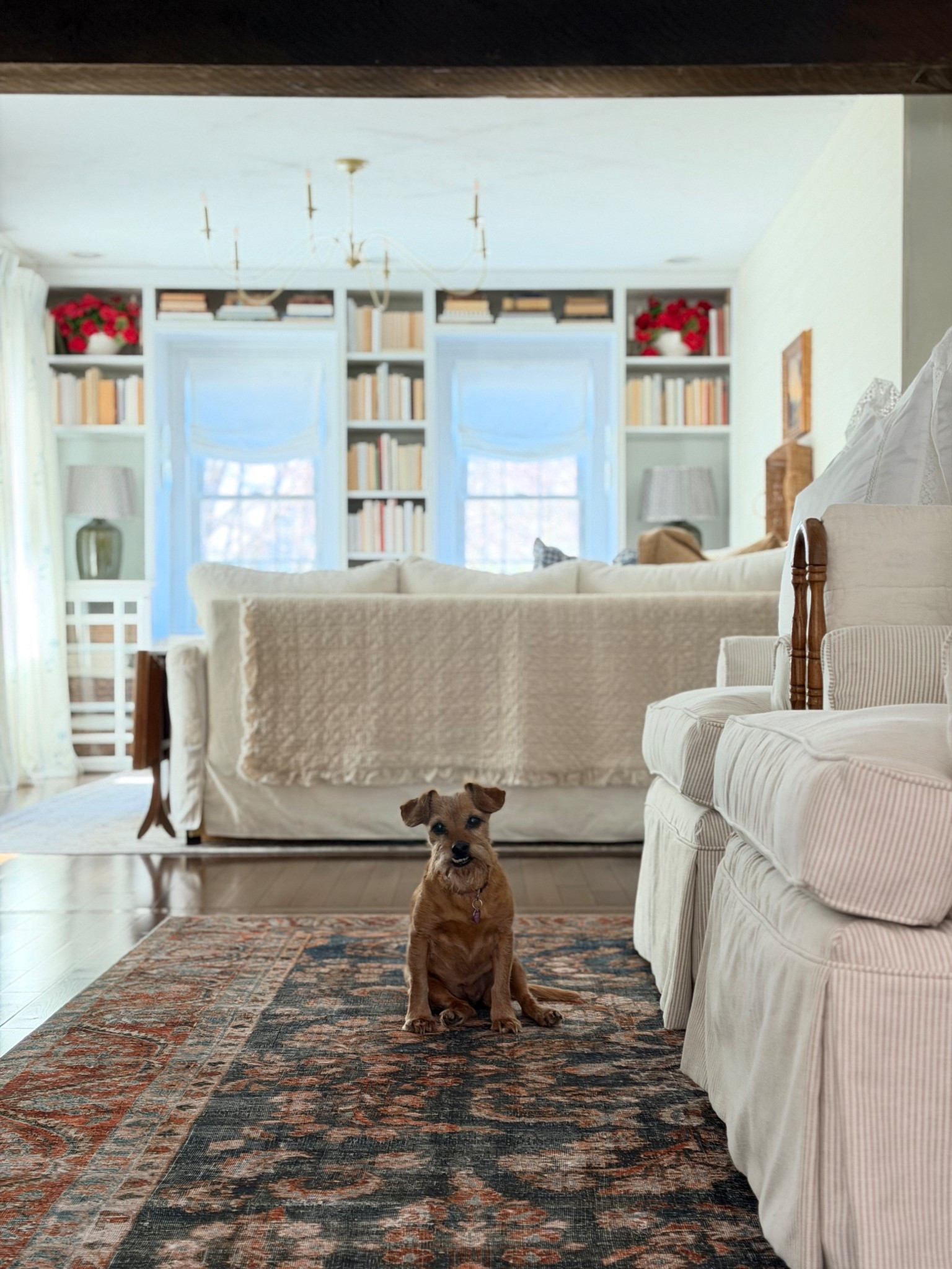 Loving the pattern and color this rug is adding to our downstairs! 

#LTKSaleAlert #LTKHome