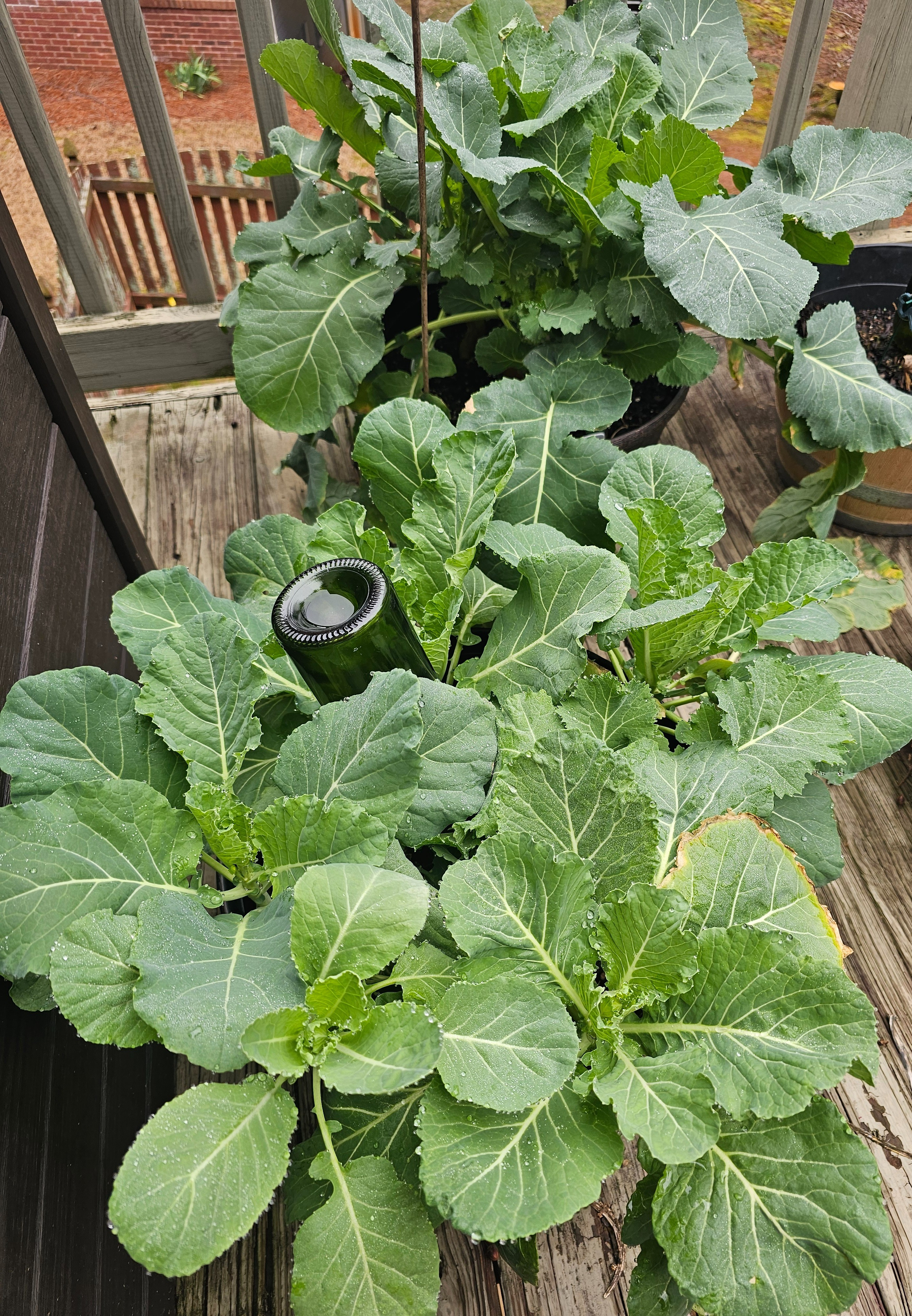 I am in love with Container Gardening.  Spring garden action!  Southern Collard Greens grown on my deck in a container.  I swear by the fertilizer by Alaska.

#LTKSeasonal #LTKstorytime #LTKHome