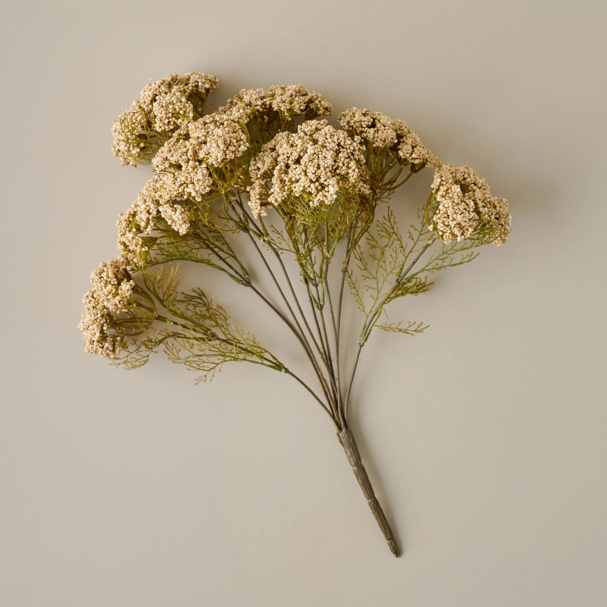 Cream Yarrow Bush | Magnolia