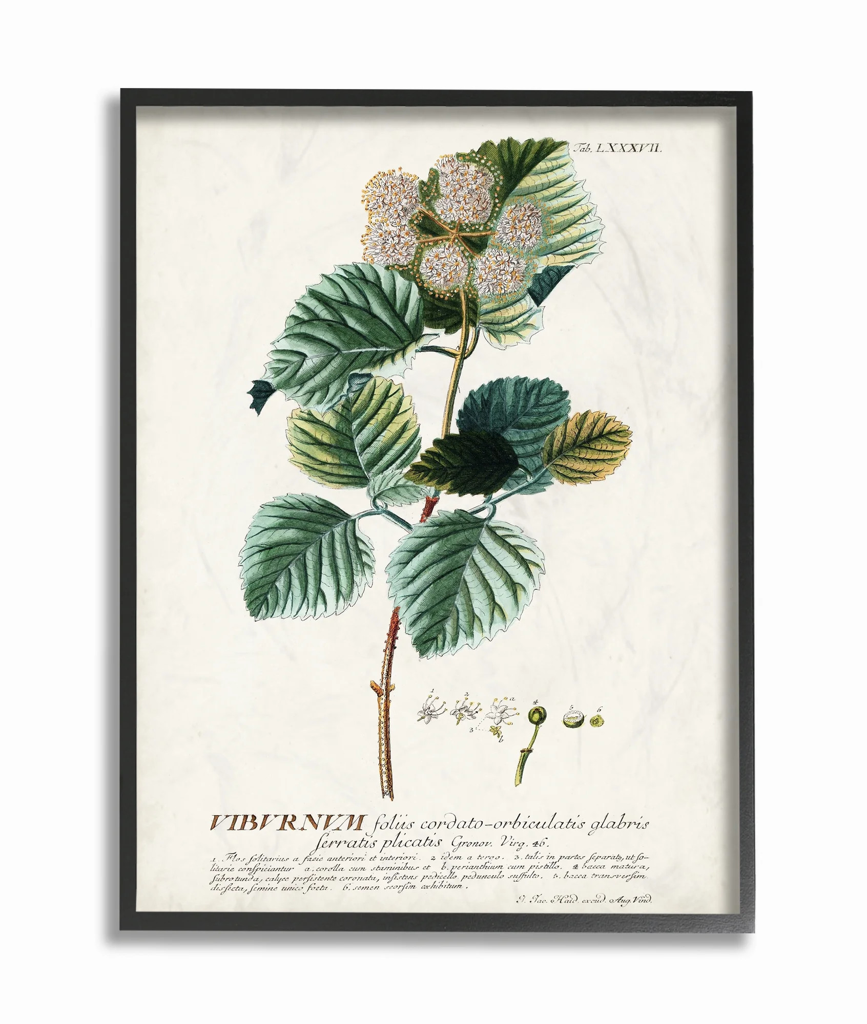 Stupell Industries Botanical Plant Illustration Seeds Vintage Design Framed Wall Art by Unknown -... | Walmart (US)