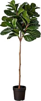 Amazon Brand - Stone & Beam Artificial Fiddle Leaf Fig Tree with Plastic Nursery Pot, 5.2 Feet (6... | Amazon (US)