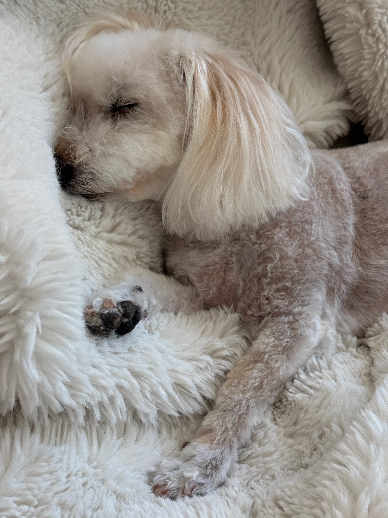 This blanket is the most used blanket in the house by me and my dog

￼ it is fluffy as it’s called marshmallow. I’ve washed it in the washing machine many times because my dog sometimes throws up and it comes out good as you each time I hang it to dry or just hang it over the washing machine and it dries perfectly this is a great topper for your bed or for a lounge chair that you want to add some texture to I got the medium in Snow White.

￼ Which is a slightly off-white that you’re seeing here

#LTKOver40 #LTKHome #LTKSeasonal