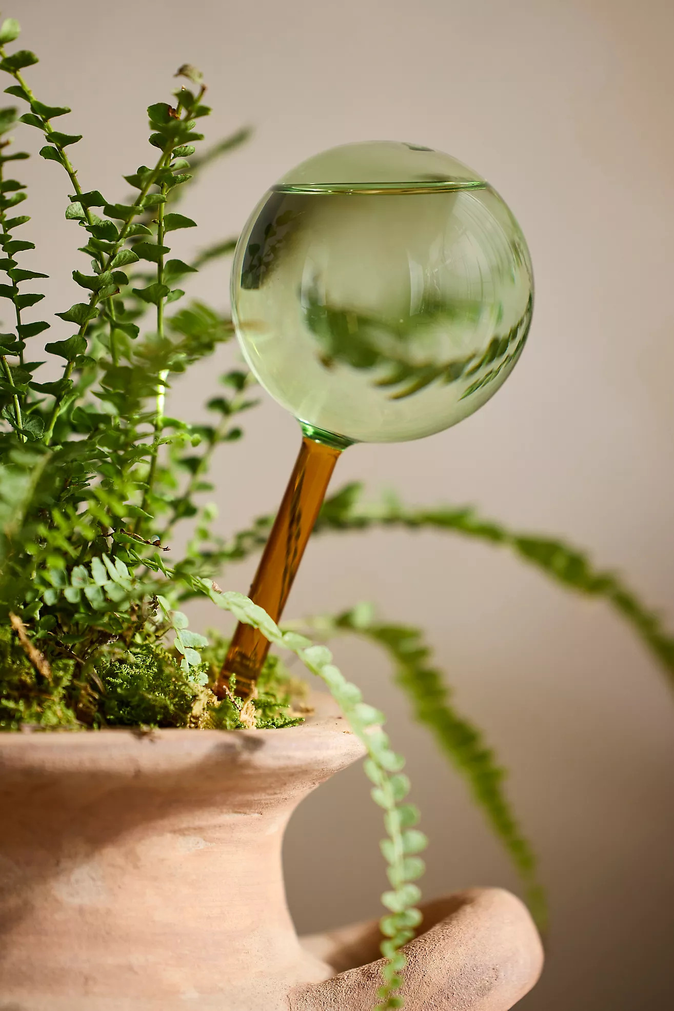 We the Wild Glass Watering Globes, Set of 2 | Anthropologie (US)