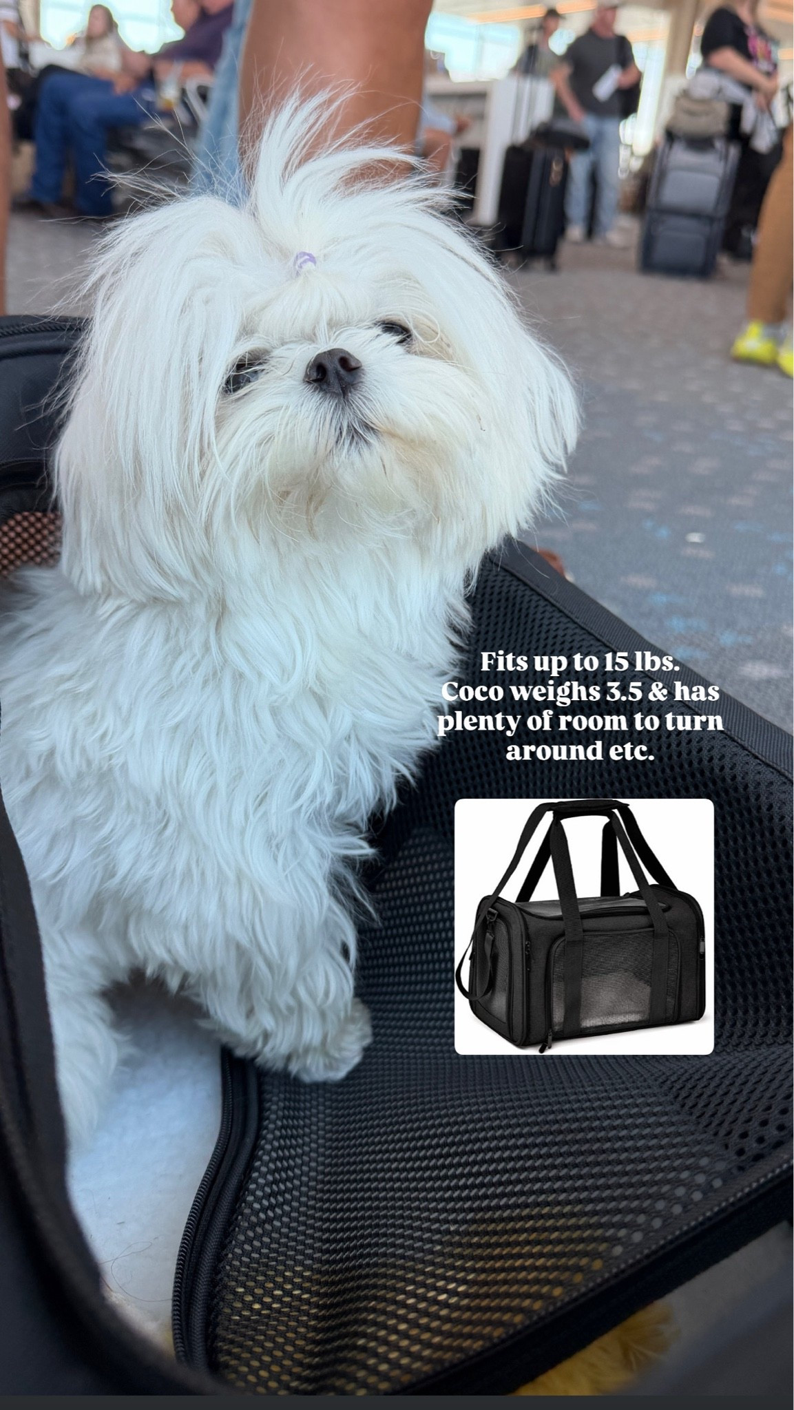 Amazon pet carrier