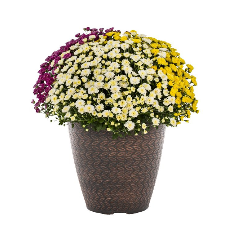 Better Homes & Gardens 1.5GL Multicolor Purple White Yellow Mum (1 Count) Live Plant with Decorat... | Walmart (US)