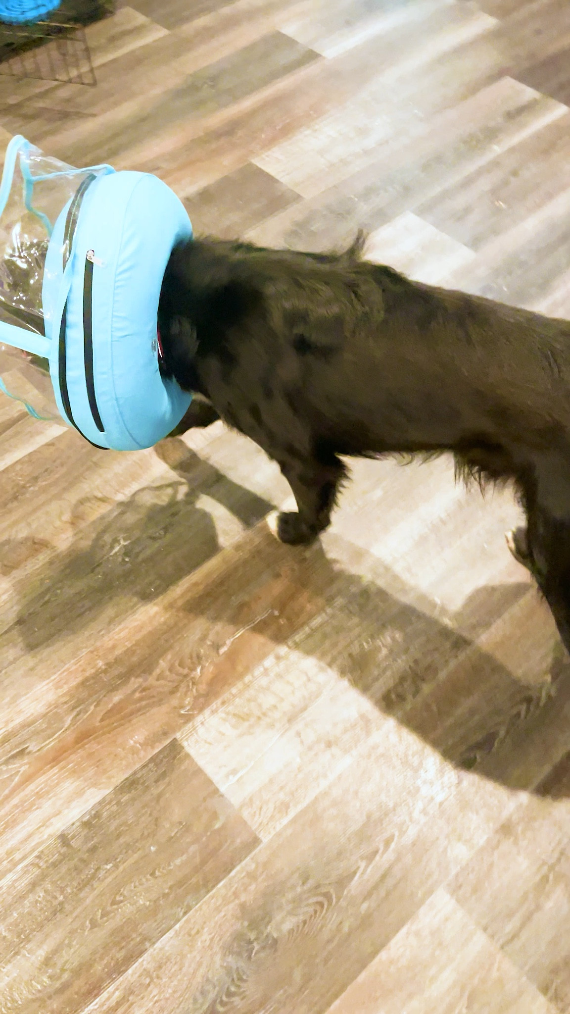 Dog donut for surgical procedures! 

puppy | puppy gram | dog | pet supplies | dog life | dog toys | dog treats | dog bowl | dog bed | australian shepherd

#LTKFamily #LTKKids #LTKHome