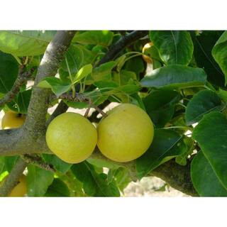 Kikisui Asian pear tree product photo via LTK