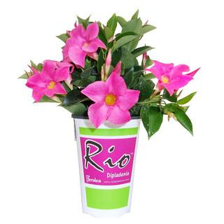 Rio 1.5 PT. Dipladenia Flowering Annual Shrub with Pink Blooms 1004098396 - The Home Depot | The Home Depot
