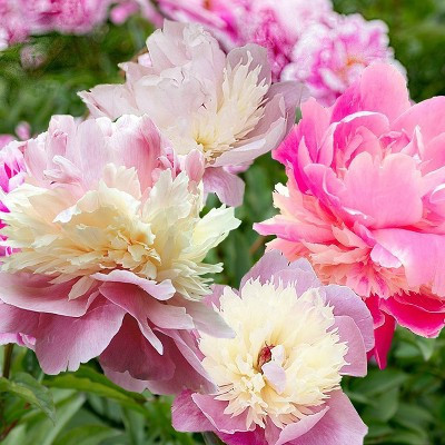 Van Zyverden Set of 3 Peonies Roots Sorbet | Target