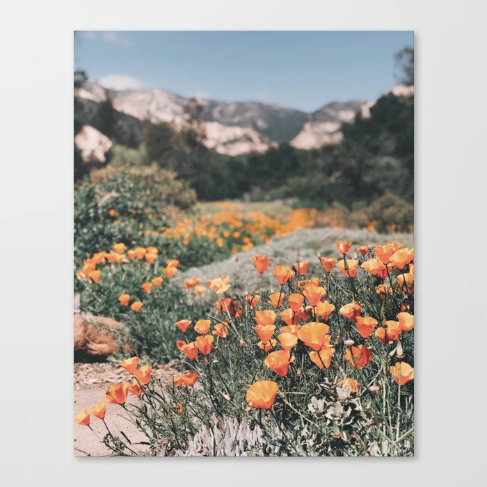 California Poppies // Santa Barbara, CA Canvas Print by Hayley Aaren McIntosh | Society6