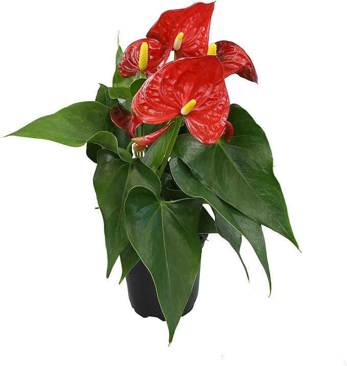 4" Red Anthurium Live Plant Decor, Live House Plants, Anthuriums Live Plants Indoor Plants Live H... | Amazon (US)