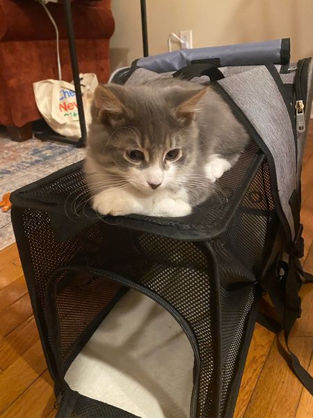 Cat backpack that is expandable into a carrying case! When I get to the destination my cat loves sitting on the mesh like a hammock 

#LTKtravel #LTKitbag #LTKunder100