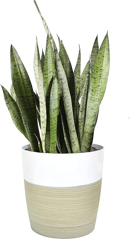 Costa Farms Premium Sansevieria, Live Indoor Snake Plant, Ships in Decor Planter, 2-Feet Tall | Amazon (US)