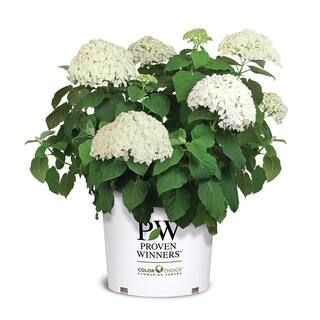 PROVEN WINNERS 5 Gal. Incrediball Hydrangea Shrub with Enormous White Blooms 18132 - The Home Dep... | The Home Depot