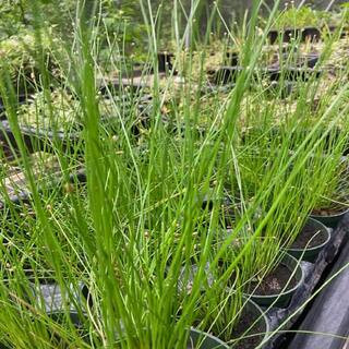 GIVHANDYS INC Givhandys 4 in. Potted Spike Rush Bog/Marginal Aquatic Pond Plant Spike Rush - The ... | The Home Depot
