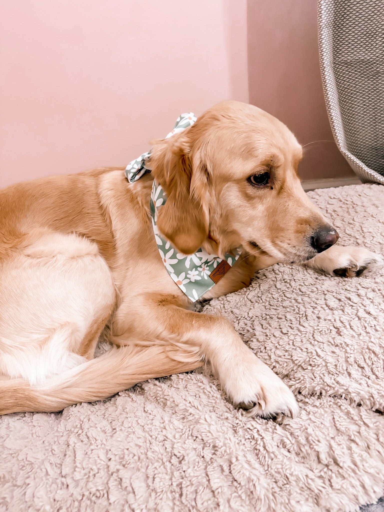 I absolutely love remi and roo bandanas! They are so freaking cute and such great quality!

#LTKPets #LTKFamily #LTKSeasonal