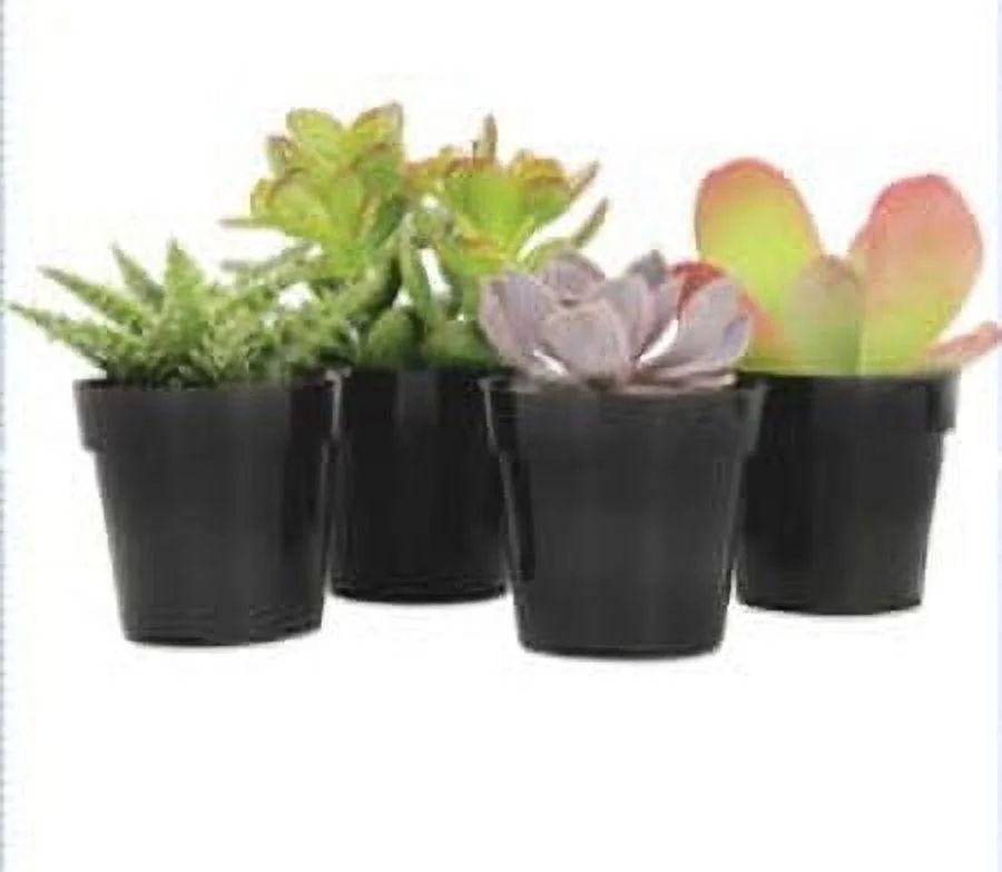 Element Live Plant Assorted Succulent in 3in Pot - Walmart.com | Walmart (US)