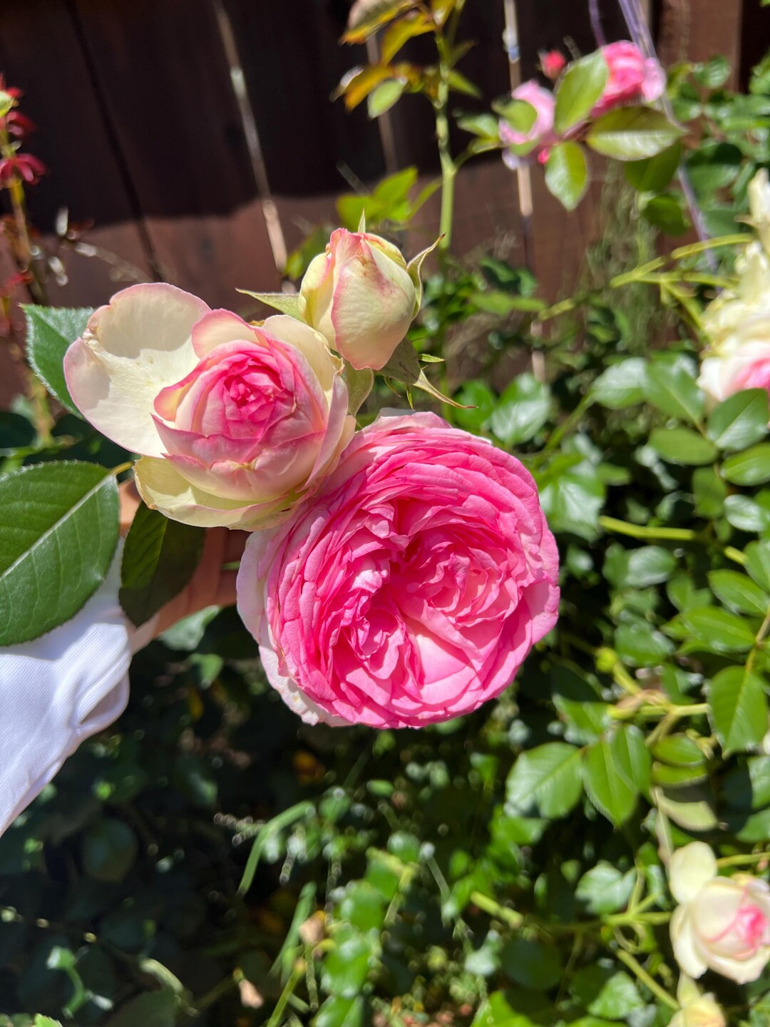 Pink Eden Climbing Rose Eden Climber - Ship in 5 Inch Pot - Etsy | Etsy (US)