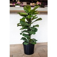 Large Fiddle Leaf Fig - Ficus Lyrata The Perfect Trendy Plant | Etsy (US)