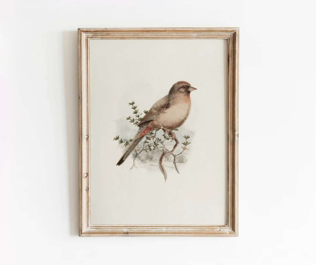 Californian Towhee Bird | Vintage Bird Watercolor Painting | Ornithology Art | Digital Download |... | Etsy (US)