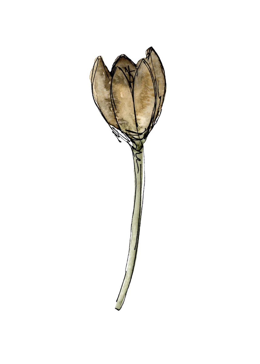 Dried Floral II | Collection Prints