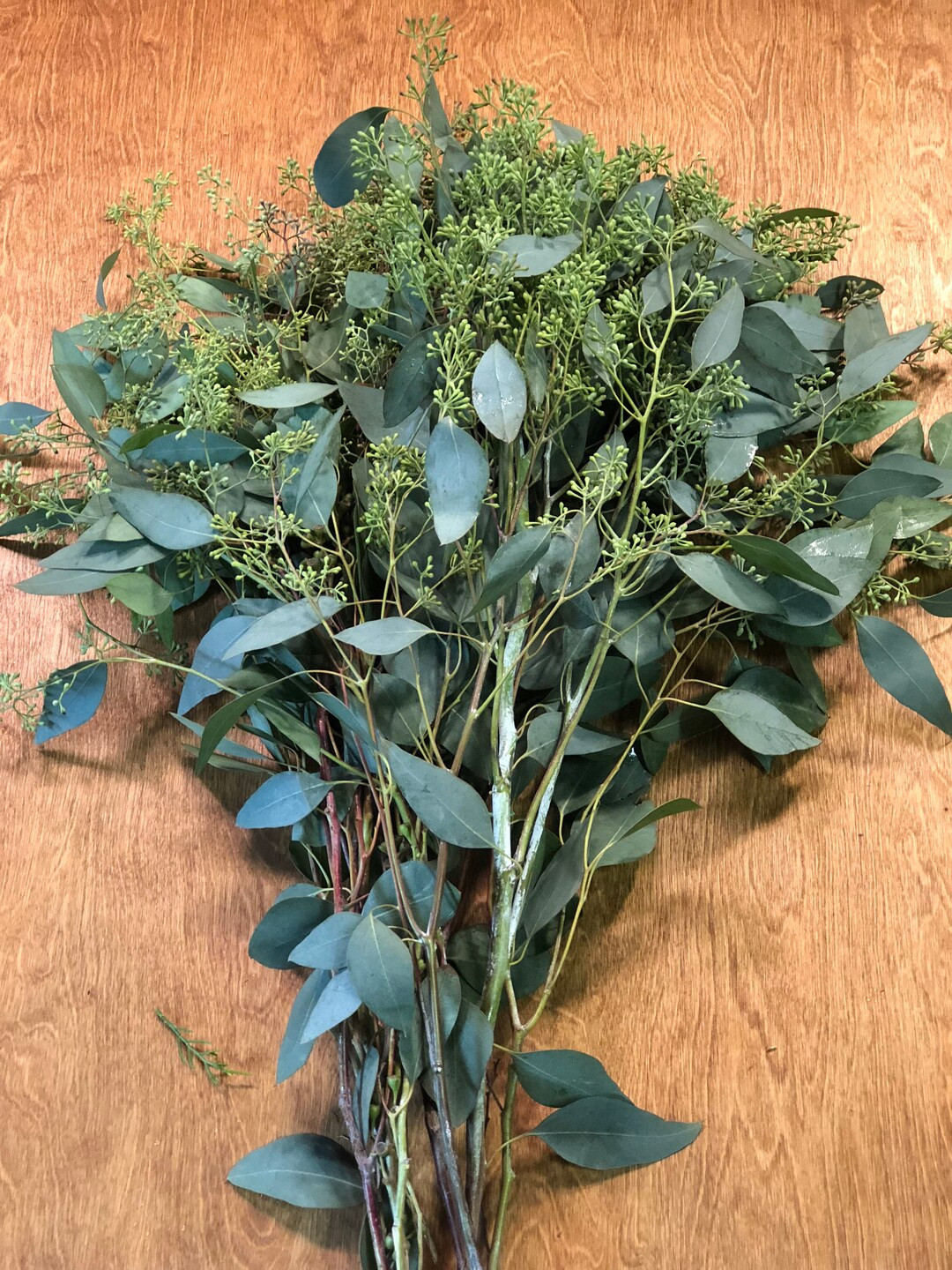 Freshly Cut Seeded Eucalyptus Bunches | Etsy (US)