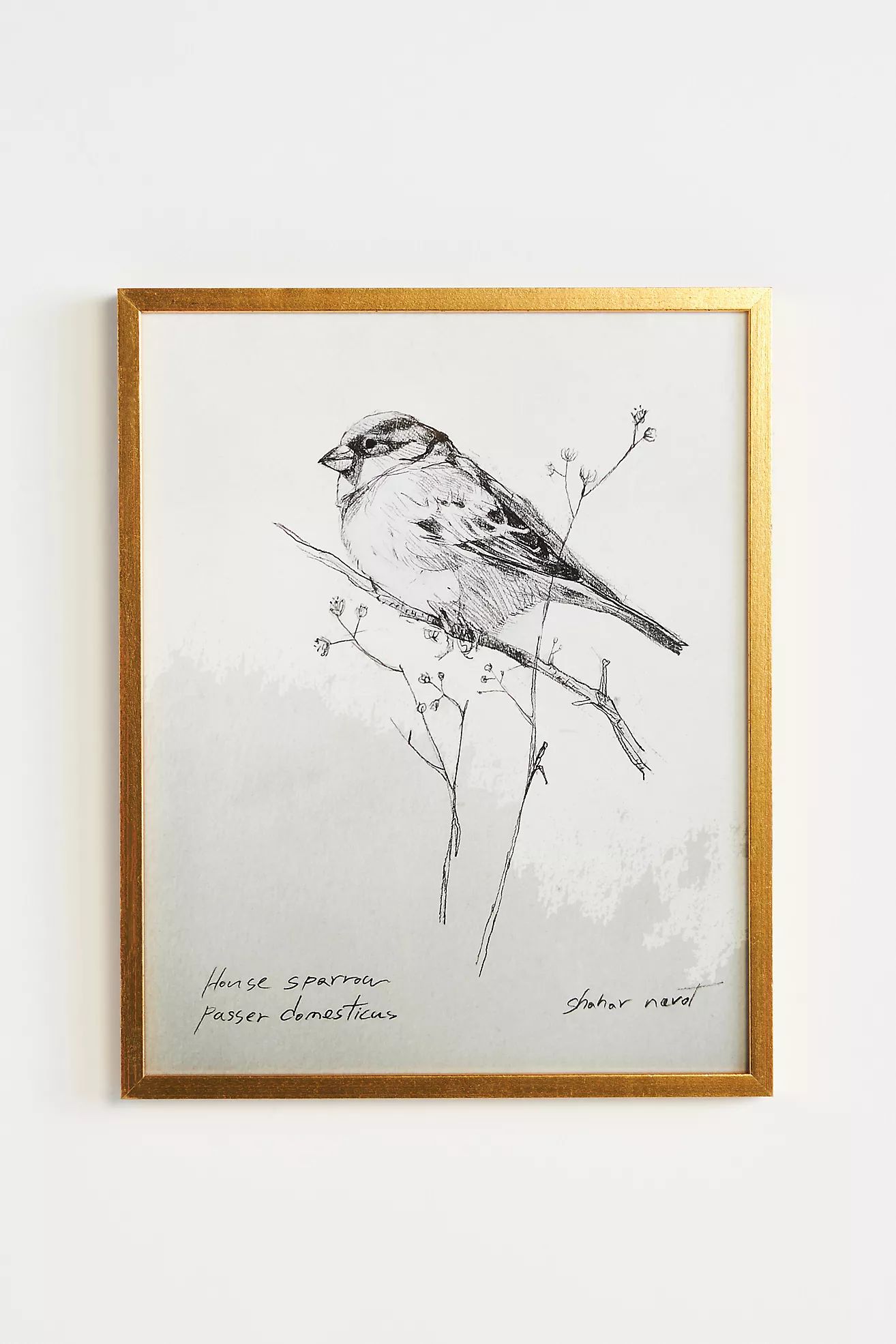 Sparrow Wall Art | Anthropologie (US)