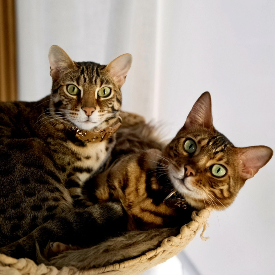 This is everything I feed my two bengals, one is 3 & the other is 4. Additionally we give them a slice of raw chicken 2-4 times a month for their coat!

#LTKKids #LTKFindsUnder50 #LTKHome