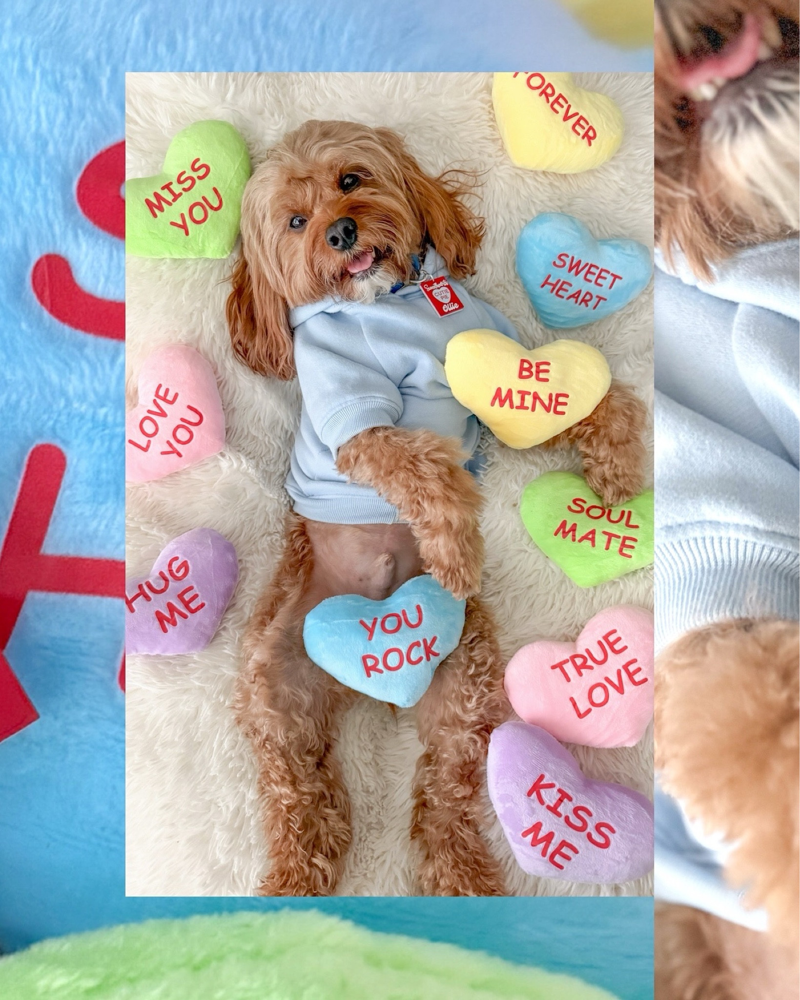 Just a cutie pie! 💙 Linked my plush hearts and other options! These are not dog toys. 