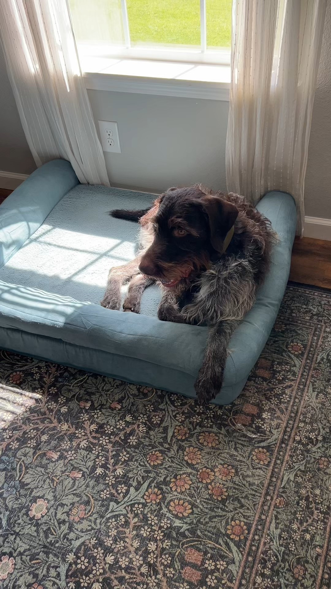 This dog bed is comfy and will keep your dog cool in this summer heat 🥵 Jack loves his and won’t sleep on anything else! 

#LTKFindsUnder100 #LTKPets #LTKHome