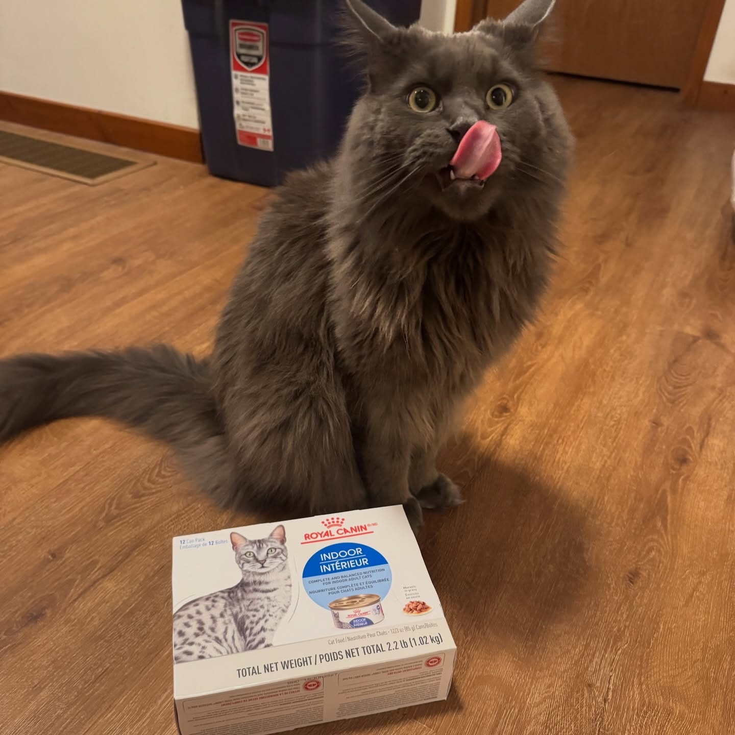 Thank you so much @royalcaninus @royalcanincanada for sending over this for Haze to try! 😍 

#LTKcanada #LTKfamily #LTKpets