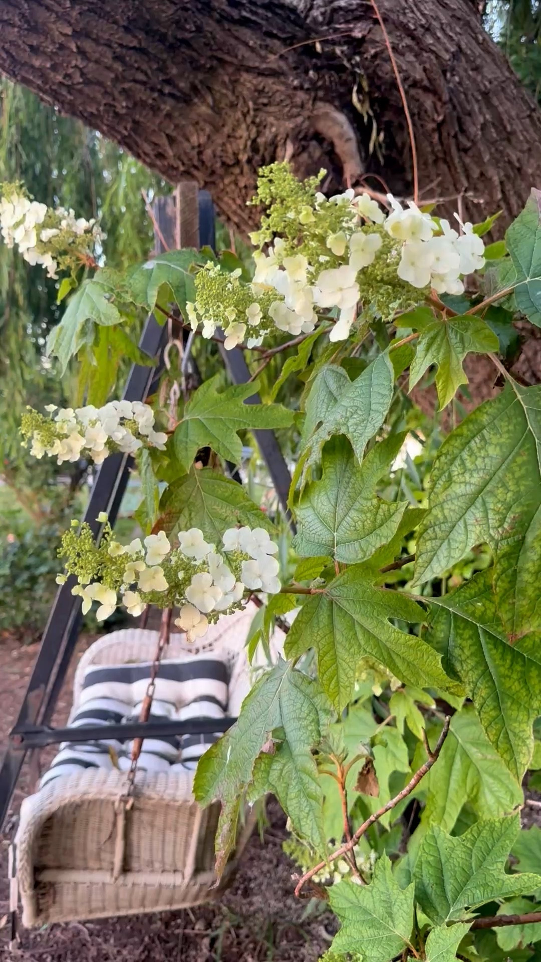 Love this beautiful Oakleaf hydrangea plant! It’s in the perfect spot under my weeping willow tree and next to my wicker swing with a black and white stripe cushion! 

This plant and wicker patio swing will make great Mother’s Day gifts! ❤️ 


#LTKMothersDay #LTKHome #LTKSeasonal