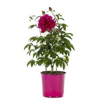 1.5-Gallon in Pot Peony (Lb22425) Lowes.com | Lowe's