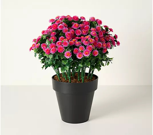 Wicker Park 19" Indoor/Outdoor Potted Faux Mums | QVC