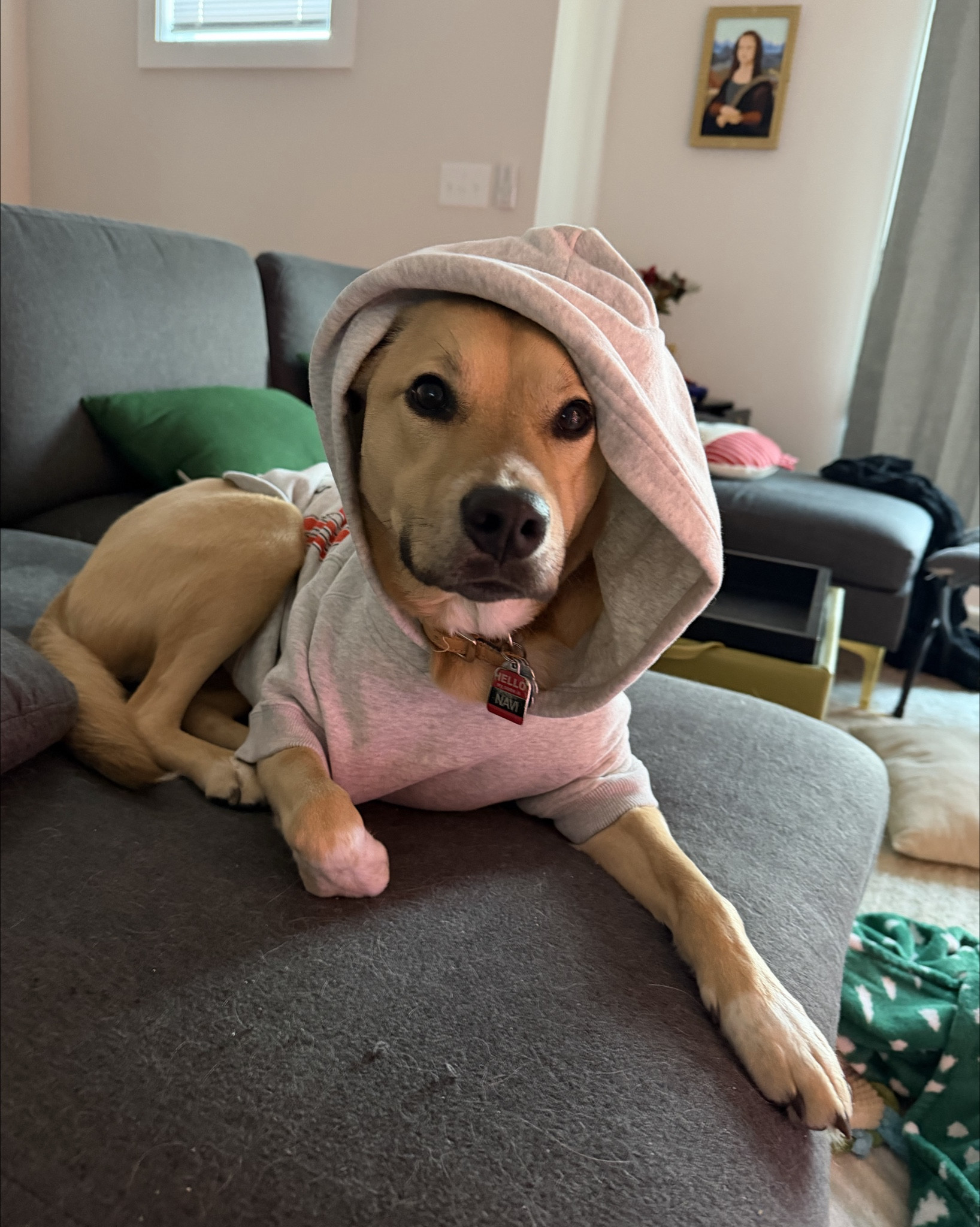 Pretty sure the Browns won because of Navi’s game-day outfit energy. 🏈✨
Her Abercrombie Browns sweatshirt is officially the good-luck charm of the season. Cozy, cute, and clearly NFL-approved (don’t tell the refs).
If your pup needs a game day sweatshirt, team gear, or cute dog apparel for football season, this one is a win.

USE CYBERAF FOR AN EXTRA 15% OFF!!

Hashtags:
#LTKpets #gamedaystyle #dogmomlife #affordablefinds #abercrombiestyle #nflstyle #petfashion #cutepups #gamedayoutfit 

#LTKCyberWeek 

#LTKHoliday #LTKGiftGuide