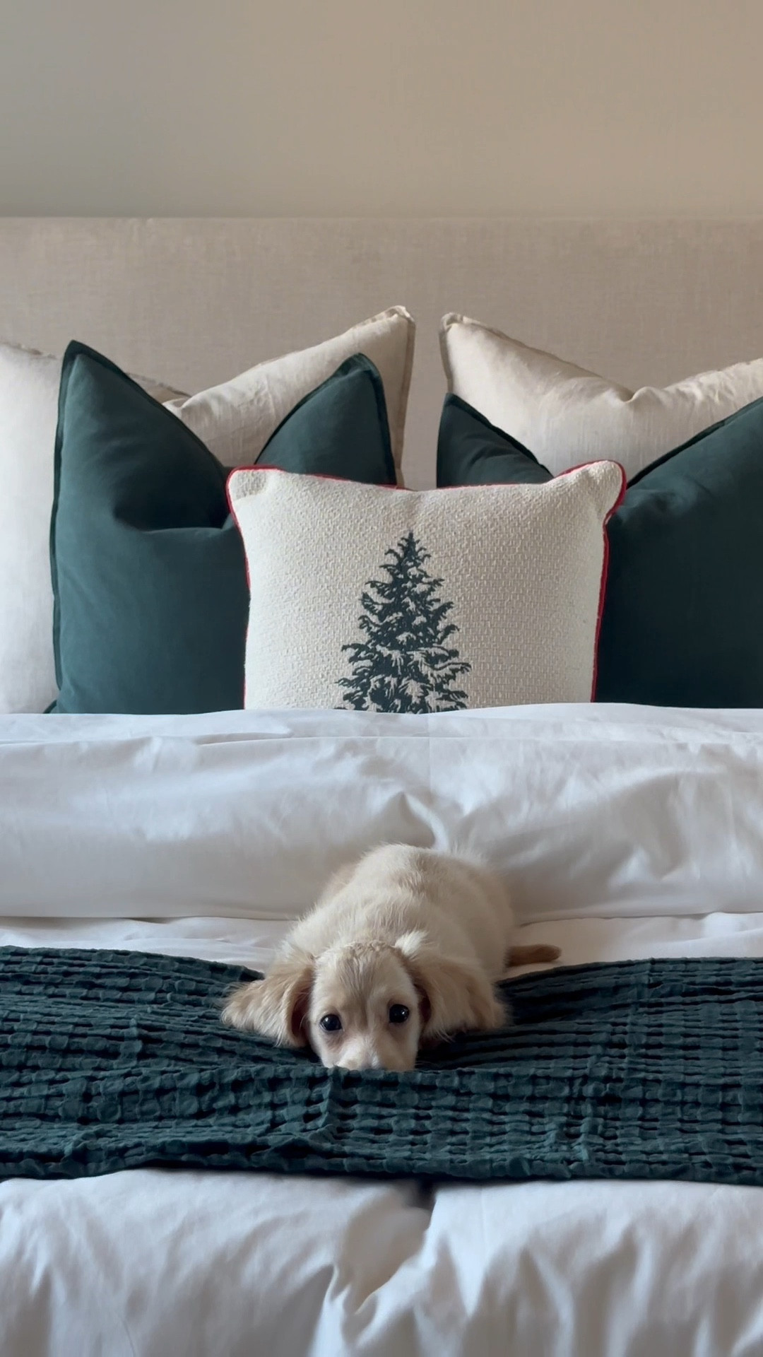 christmas decor, apartment decor, Christmas tree, christmas bedding, green and red, bedding, ornaments, simple decor, stockings 🎄❤️💋🎅🏼

#LTKU #LTKSeasonal #LTKHome