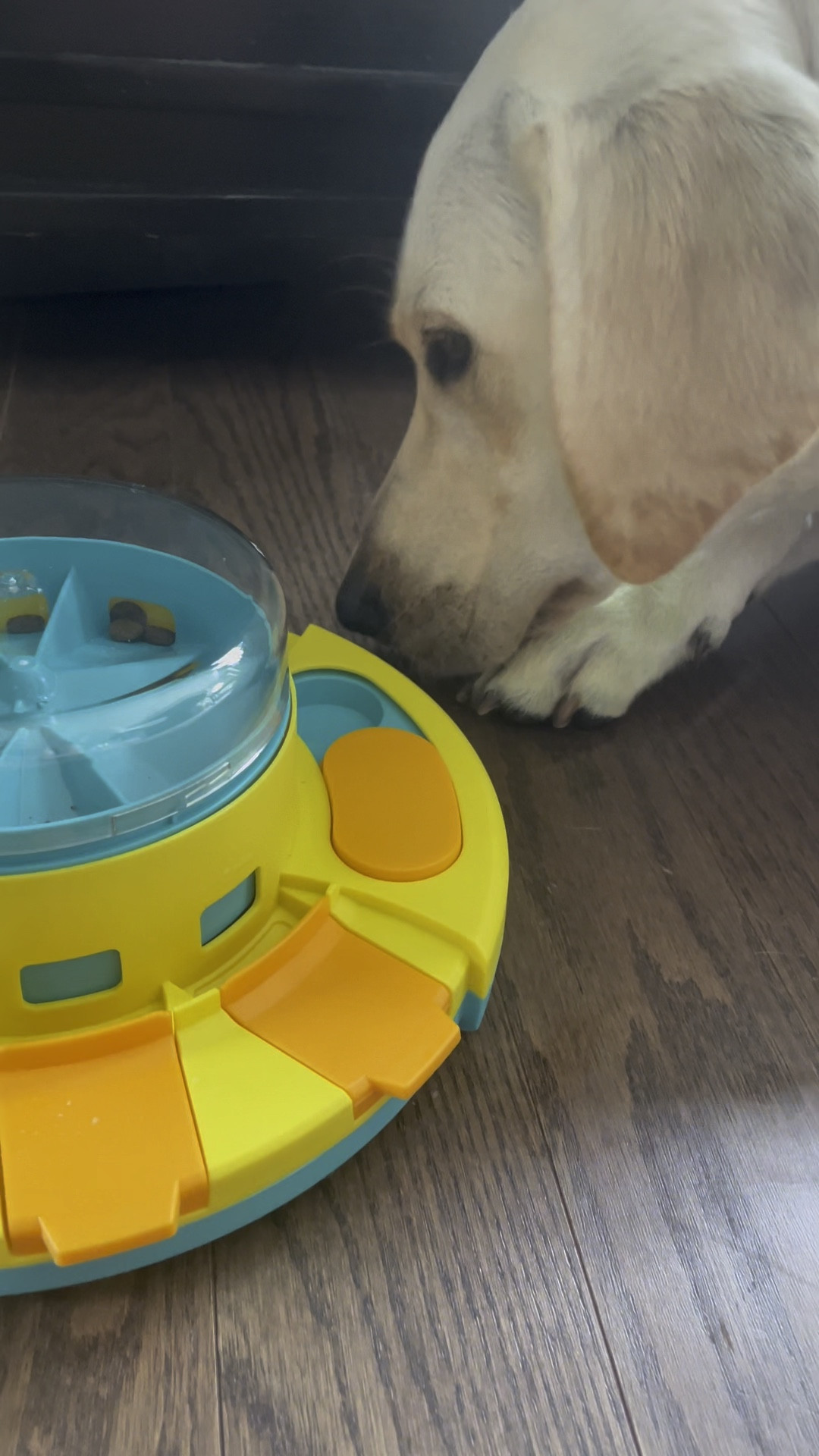 A great slow feeder and puzzle toy for your dogs!

#LTKhome #LTKVideo