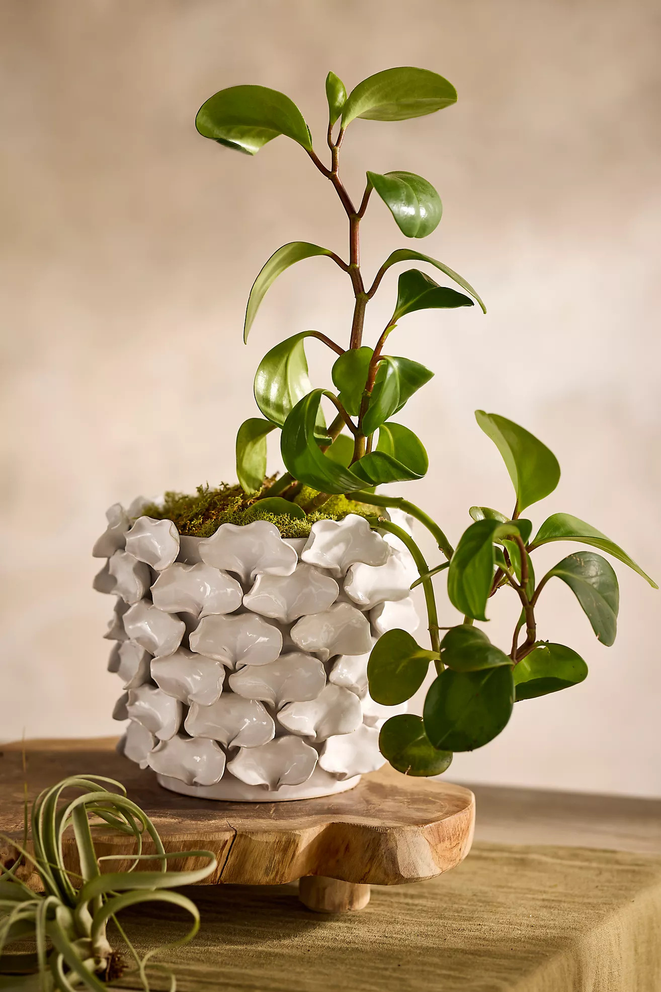 Petal Applique Ceramic Pot | Anthropologie (US)