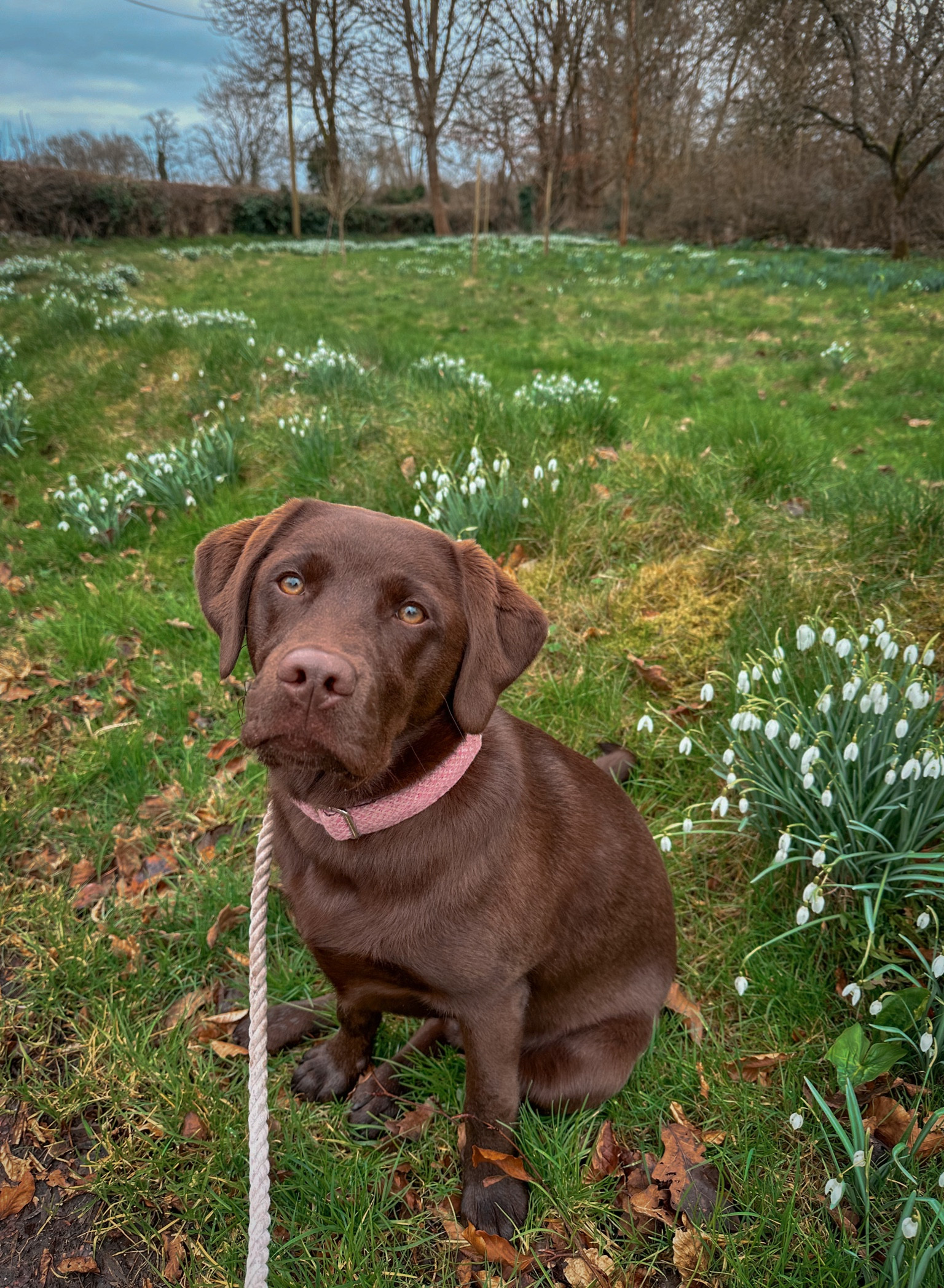Dog collars and accessories 🌿🤎

#LTKgiftguide #LTKautumn