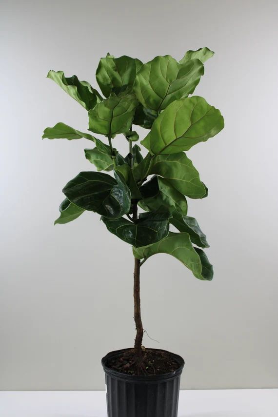 Large Fiddle Leaf Fig House Plant, Ficus Lyrata Tree, Live House Plant, Ships in 10" Pot | Etsy (US)