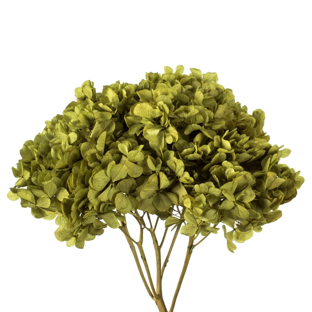 Loon Peak® Natural Botanicals 15" Hydrangea with Multiple Branch Segments, Preserved & Reviews |... | Wayfair North America