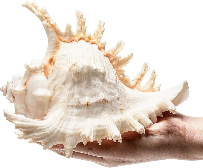Giant Natural Conch Shell, Murex Ramosus Shell (1 Shell 7.5-9 inches), Large Sea Shell for Vase F... | Amazon (US)