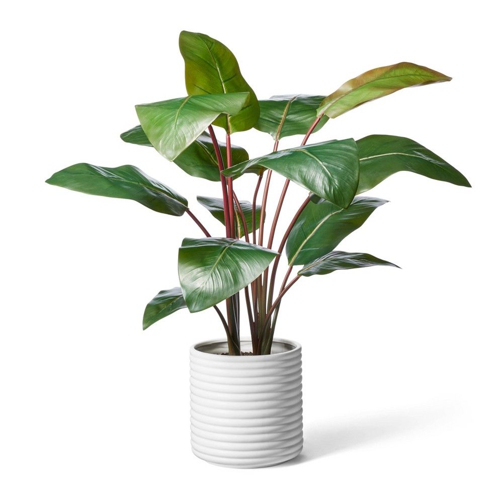 39"" x 24"" Artificial Rojo Congo Plant in Ribbed Ceramic Pot White - Hilton Carter for Target | Target